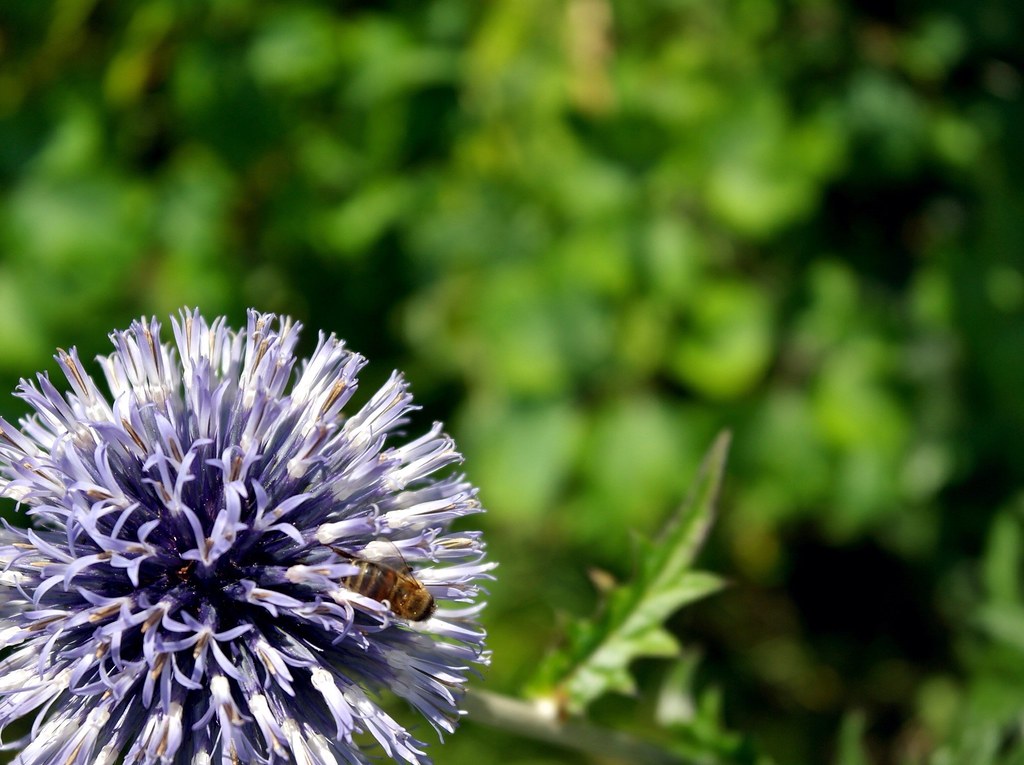 Garden texture background